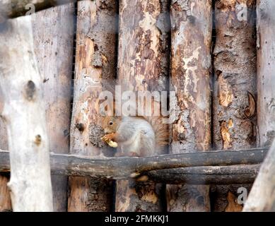 Scoiattolo rosso su un ramo di albero gnaws una noce di arachide Foto Stock