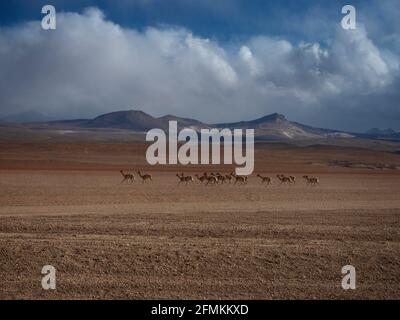 Tipico panorama delle Ande Altiplano con un gruppo di mandrie Di animali selvatici di vicunas a sur Lipez Potosi Bolivia Sud America Foto Stock