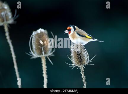 Goldfinch in inverno arroccato su una testa di teasel alla ricerca semi Foto Stock