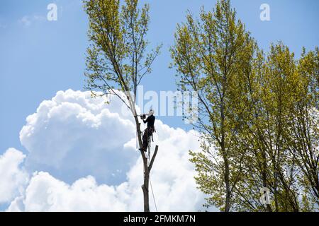 Il chirurgo dell'albero che taglia l'ultimo ramo dalla parte superiore di un albero Foto Stock