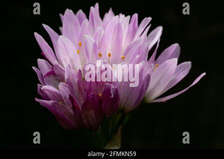 Fiore rosa di roseo Allium, l'aglio rosato, un bel fiore selvatico di Maiorca, con sfondo nero Foto Stock