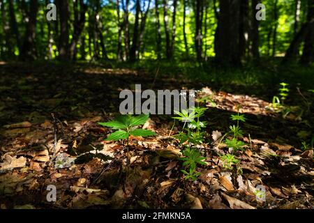 Galium odoratum foresta fiori profumati Foto Stock