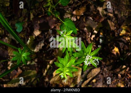 Galium odoratum foresta fiori profumati Foto Stock