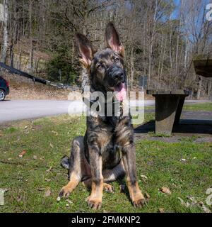 Un ritratto di un felice cucciolo di Pastore tedesco di quattro mesi su erba verde. Linea di lavoro razza Foto Stock