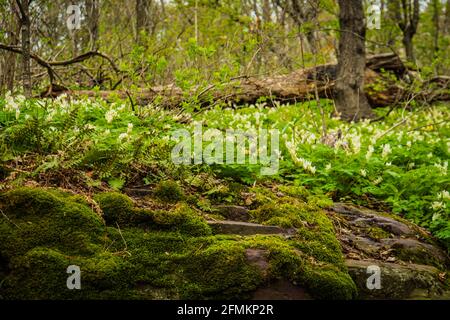 sporgenza rocciosa in boschi ricoperti di felci, muschi e fiori bianchi selvatici Foto Stock