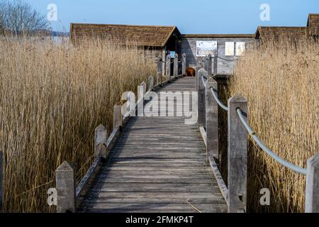 Una passeggiata a bordo attraverso l'erba alta in una palude paludosa. Foto di Lund, Svezia meridionale Foto Stock