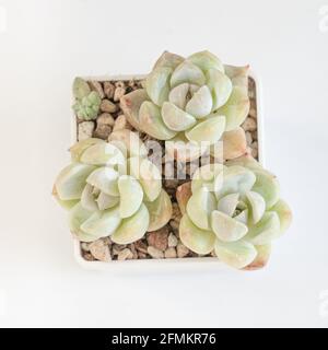 Echeveria neve coniglietto fiori succulenti su bianco, vista dall'alto Foto Stock