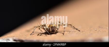 Vista frontale macro di un ragno Lynx (Oxyopes scalaris) su sfondo nero Foto Stock