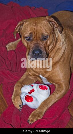 Boerboel con giocattolo 6663 Foto Stock