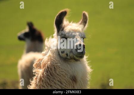 Colpo di testa anteriore di Llama in un campo con secondo animale in background Foto Stock