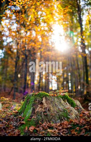 Un vecchio moncone cosparso di foglie colorate cadde in una foresta di autunno densa e muschio verde. Autunno Slovenia Foto Stock