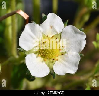 Fiore di fragola comune (Fragaria vesca). Piantare in un giardino in una zona soleggiata. Munilla, la Rioja, Spagna. Foto Stock