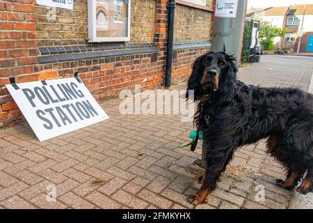 Un cane Gordon Setter fuori da una stazione di polling a Clapham, Londra, Inghilterra Foto Stock