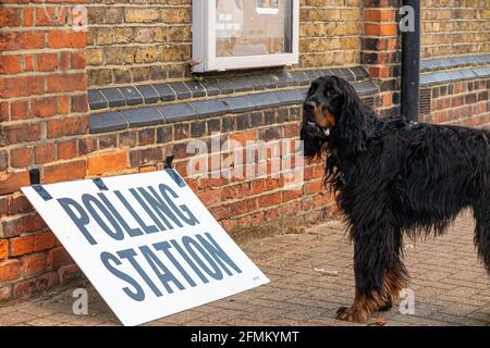 Un cane Gordon Setter fuori da una stazione di polling a Clapham, Londra, Inghilterra Foto Stock