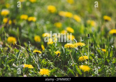 Campo di diandelioni gialli tra l'erba verde, primo piano. Foto Stock
