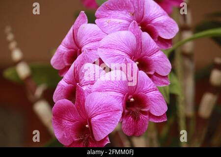 Primo piano foto di bellissima inforescenza di orchidee rosa porpora con gambo e foglie..... Foto Stock