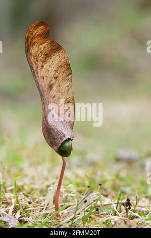 Acero albero seedling emergente da terra. Messa a fuoco selettiva e profondità di campo poco profonda. Foto Stock