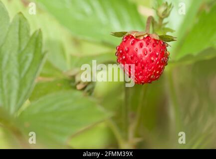 Frutti rossi di una fragola selvatica, Fragaria vesca, isolato contro uno sfondo di foglie verdi, New Forest UK Foto Stock