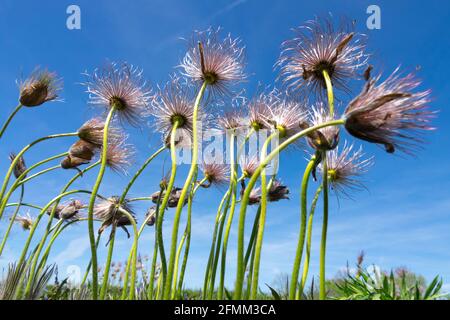 Pasqueflower Pulsatilla patens teste di semi Pasque Flower, Pulsatilla, Seedheads, maturazione, semi, primavera, piante Foto Stock