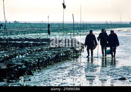 Fattoria di Oyster vicino a Loix sulla Ile de Re sulla costa occidentale francese. 03.05.2005 - Christoph Keller Foto Stock