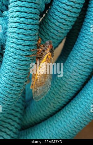 Prima cicada di Brood X avvistato in Hollin Hills, Virginia Foto Stock