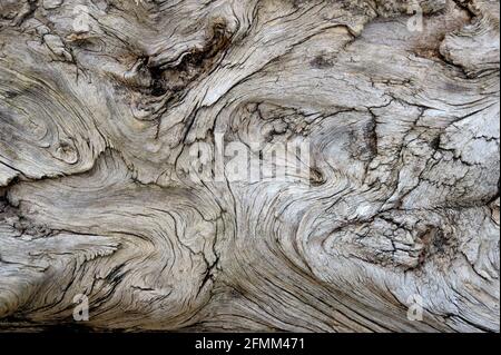 Close-up di morti tronco di albero Foto Stock