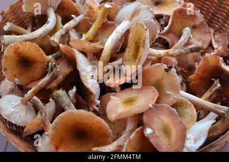 Texture di funghi di Miele freschi in vista dall'alto Foto Stock