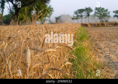 Paesaggio rurale che maturano le orecchie di campo di grano giorno tempo. Raccolti campo, vista del paesaggio di grano raccolto, raccolta tradizionalmente Foto Stock