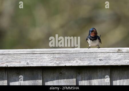 Swallow, Hirundo rustica, arroccato su una recinzione di legno a Norfolk. Foto Stock