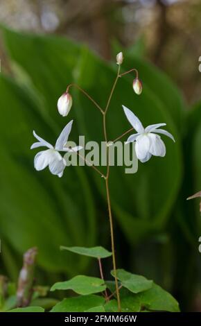 Primo piano di Epimedium grandiflorum, Barrenwort dei Vescovi cappello Foto Stock