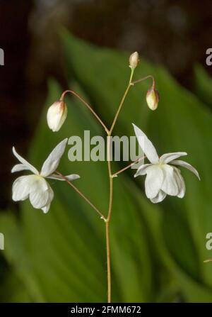 Primo piano di Epimedium grandiflorum, Barrenwort dei Vescovi cappello Foto Stock