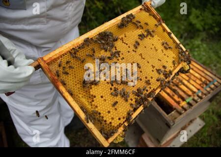 Un apicoltore che ispeziona un telaio di covata che mostra molte cellule tappate in un alveare British National Standard Foto Stock