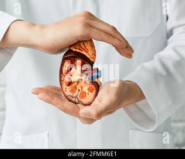 assistenza medica di malattie renali. medico che tiene in mano il modello anatomico dei reni Foto Stock