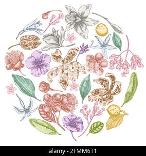 Design floreale rotondo con laelia pastello, fiori di feijoa, cespuglio di gloria, papilio torquatus, cinchona, cattleya aclandiae Illustrazione Vettoriale