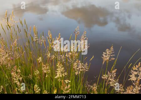 Erbe estive accanto a uno stagno con il cielo riflesso in acqua sullo sfondo. Foto Stock