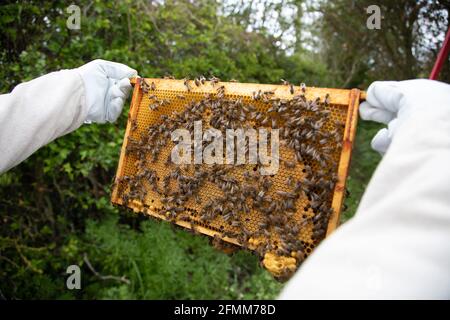 Un apicoltore che ispeziona i telai di covata in uno standard nazionale britannico hive Foto Stock