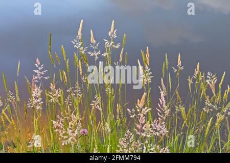 Erbe estive con teste di semi accanto a uno stagno con il cielo riflesso in acqua sullo sfondo. Foto Stock