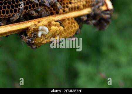 Grub della falce di cera maggiore (Galleria mellonella) su una cornice di covata Foto Stock