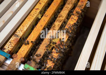 Vecchie cornici e nuove cornici in una scatola di covata di una colonia di api di miele recentemente divisa Foto Stock