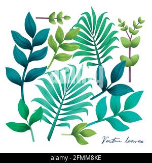 Set di foglie tropicali. Elementi sullo sfondo bianco. Illustrazione vettoriale. Illustrazione Vettoriale