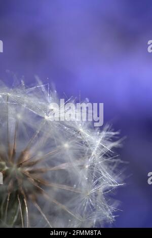 Testa di leone di fronte a Bluebells Foto Stock