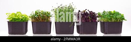 Diversi contenitori con micrograni su sfondo bianco. Micrograni di diverse varietà su una foto banner. Micrograni di ravanello, girasole, oni Foto Stock