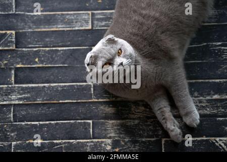 Scozzese Fold gatto domestico a casa. Ritratto dall'alto di un animale domestico che giace sul pavimento. Foto Stock