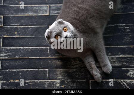 Scozzese Fold gatto domestico a casa. Ritratto dall'alto di un animale domestico che giace sul pavimento. Foto Stock