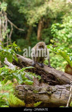 Scimmia nel Taman Wisata Alam Pangandaran a Java, Indonesia. Foto Stock