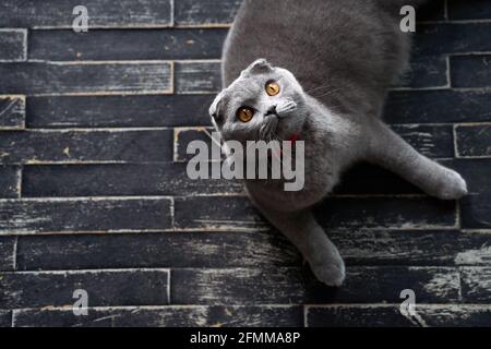 Scozzese Fold gatto domestico a casa. Ritratto dall'alto di un animale domestico che giace sul pavimento. Foto Stock