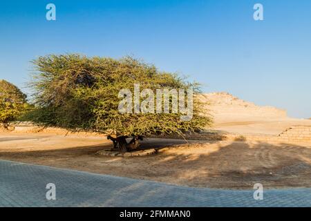 Alberi vicino al sito archeologico di al Baleed a Salalah, Oman Foto Stock