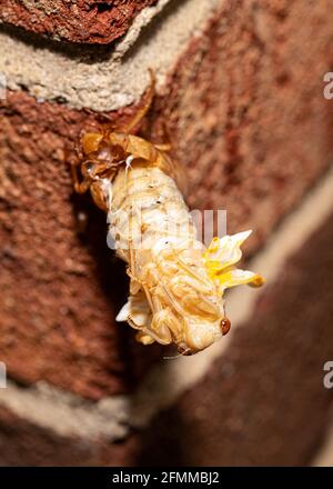 Covata X cicada nel processo di emergere dal suo esoscheletro, vista frontale. Foto Stock