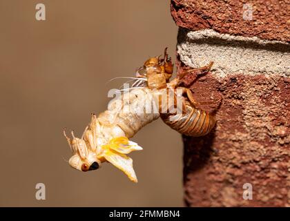 Covata X cicada nel processo di emergere dal suo esoscheletro, vista laterale. Foto Stock