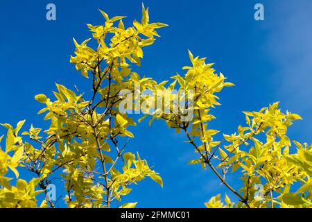 Giallo blu contrasto foglie contro cielo foglia d'oro Foto Stock